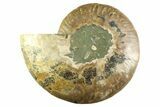 Cut & Polished Ammonite Fossil (Half) - Madagascar #359531-1